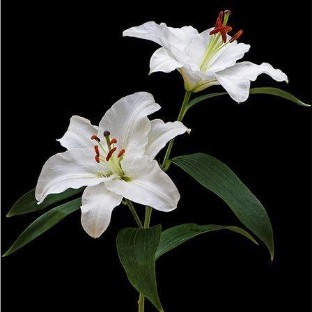 Serenity Bloom: Gentle Hues of Harmony
